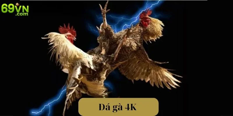 Đá Gà 4K - Trải Nghiệm Trận Đấu Sắc Nét Tại Sàn Cược 69VN